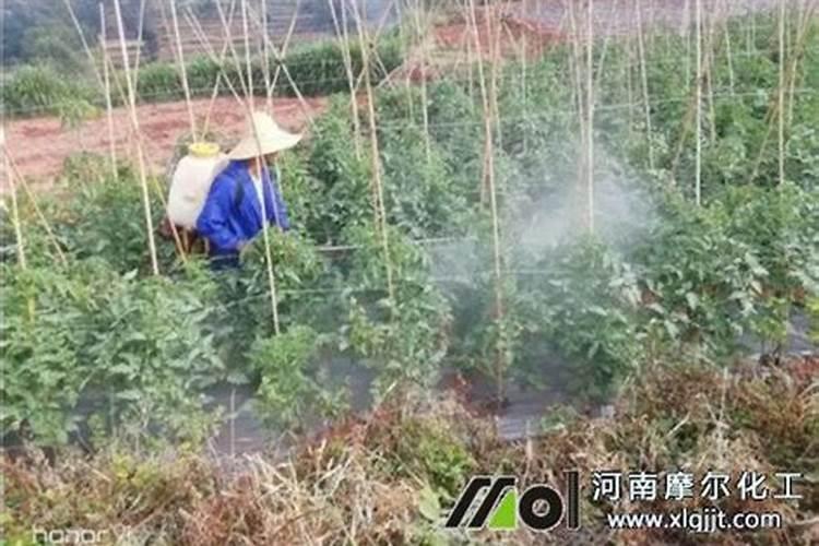 茶花施什么肥最好,什么时候施肥