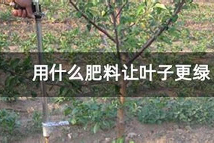 棉花后期喷什么叶面肥,棉花后期发黄怎么办