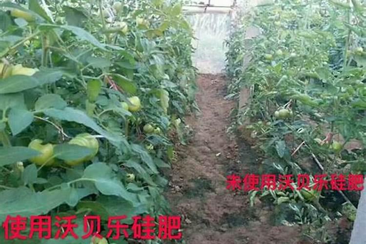 荔枝开园定植有什么好方法？需要注意哪些细节？