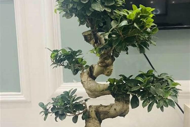 盆栽榕树怎样施肥
