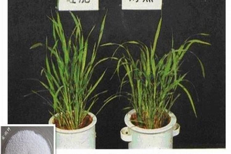 硅肥是什么肥料？硅肥有什么作用？种植农作物如何施用硅肥？