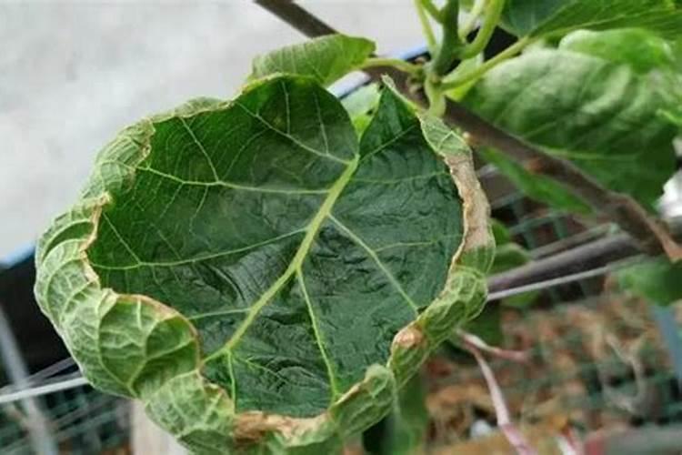 葱的种植技巧与管理方法