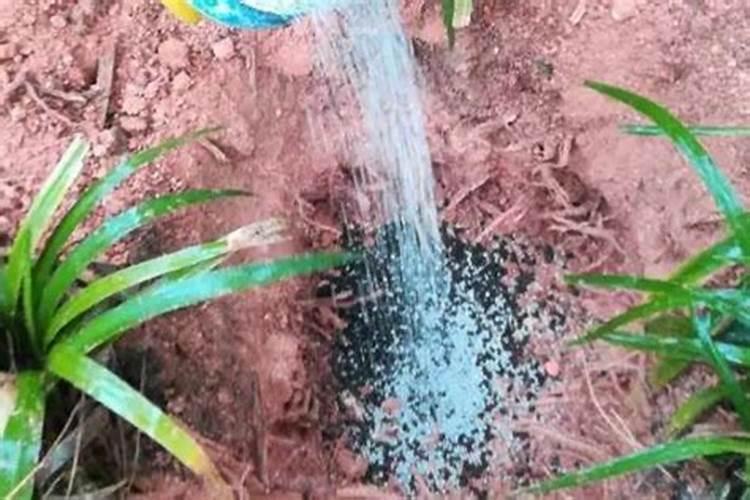 小雨可以撒施冲施肥吗？