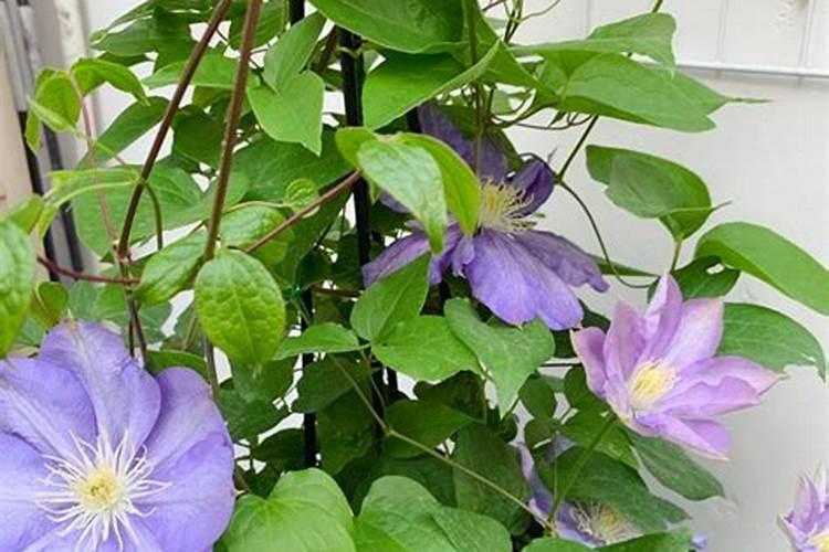 铁线莲花浇什么肥料合适