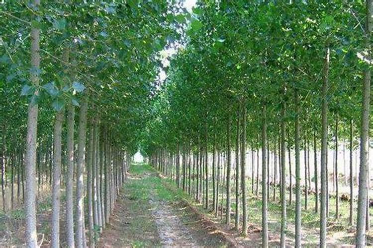 杨树什么时候施肥最好？