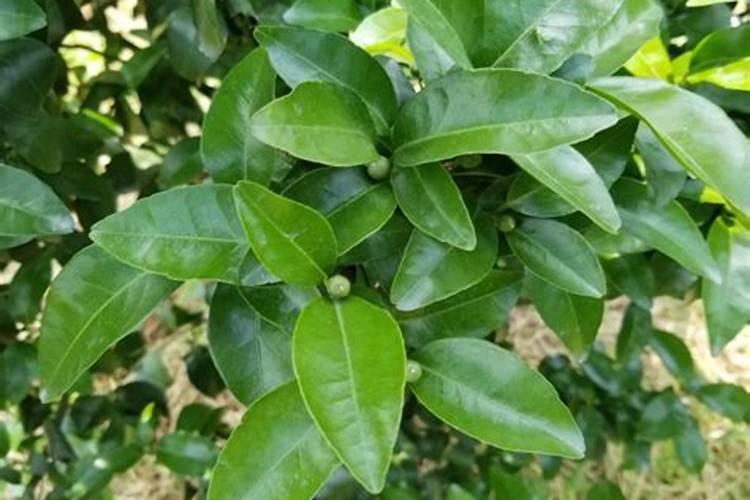 种柑橘用什么肥料最好