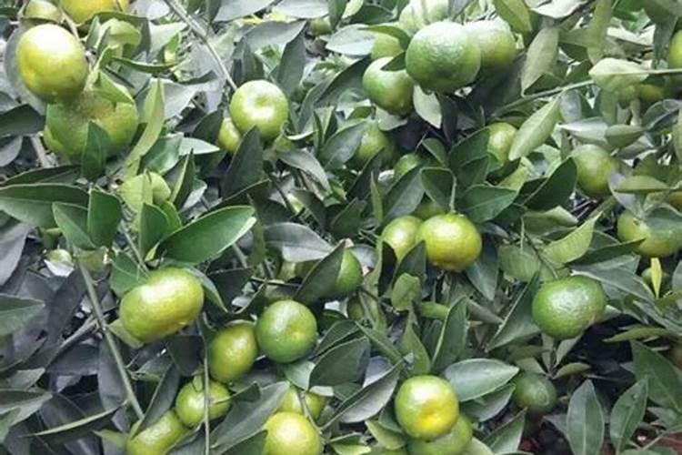 柑橘树专用肥料配方是什么？