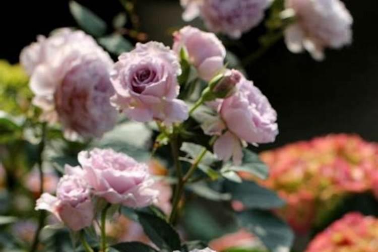 怎样护理月季花？