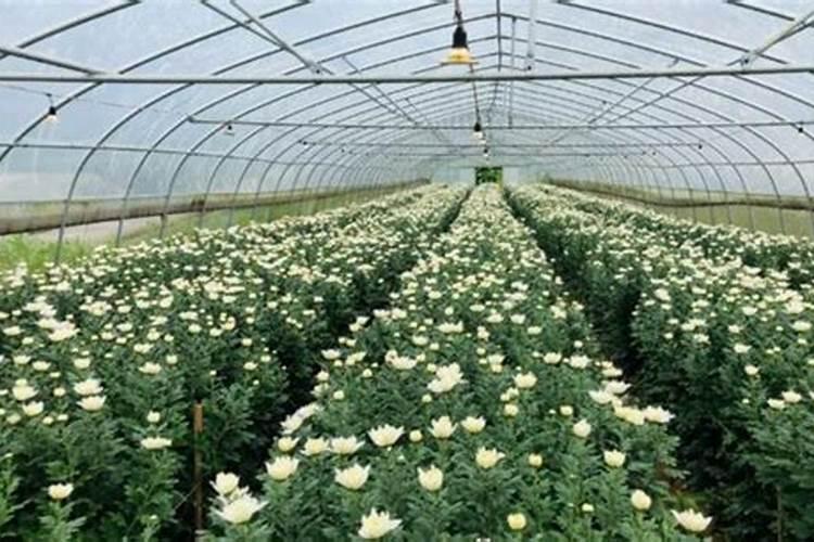 菊花施肥的步骤是什么？