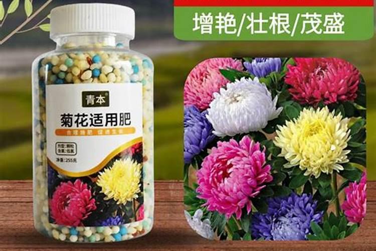 菊花有花蕾时能用磷酸二氢钾喷叶面肥吗