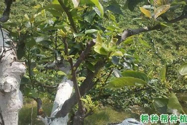 矿源黄腐酸钾的正确使用方法