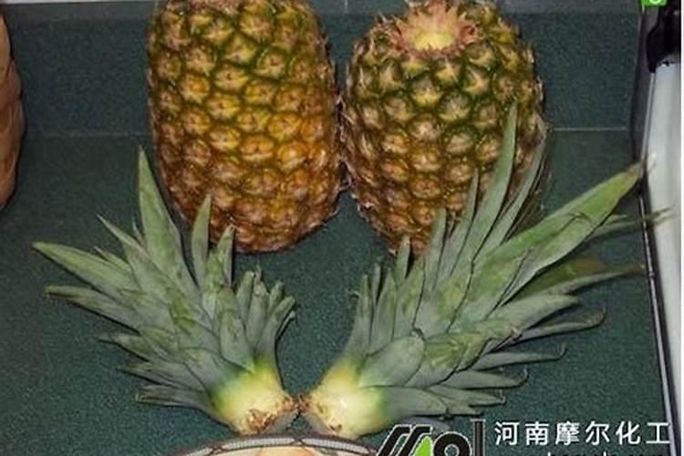 土豆苗冻了怎么办