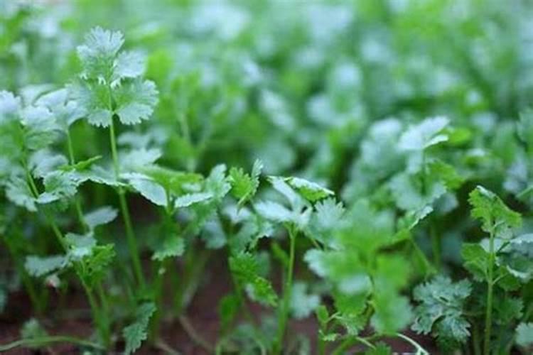 香菜施肥用什么肥料