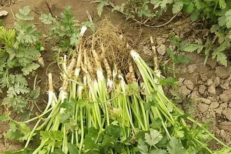 香菜为什么黄