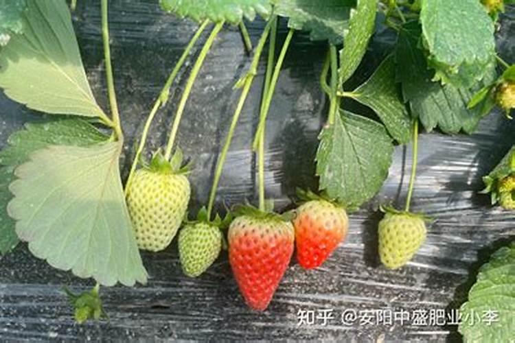 草莓施肥用什么肥料好
