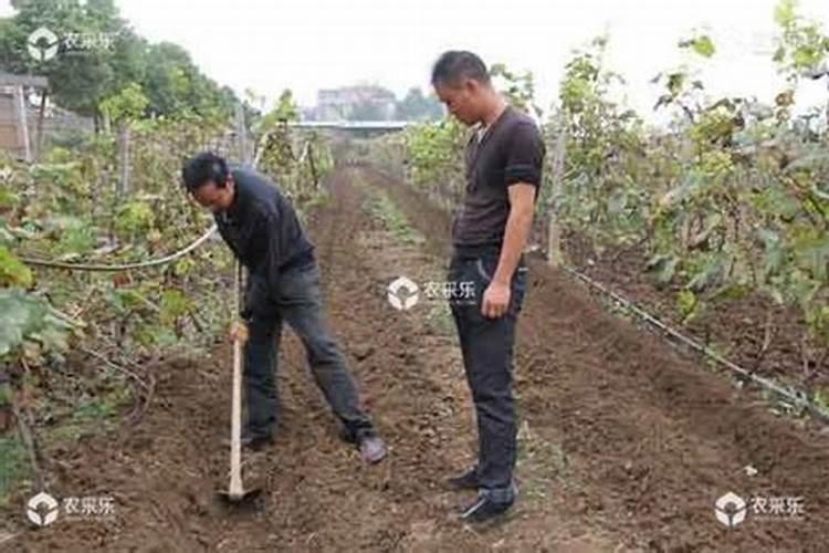 葡萄什么时候喷施叶面肥,喷什么肥,方法是什么？