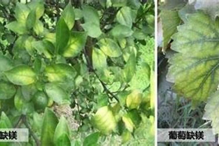 滑县化肥厂没交养老保险怎么办