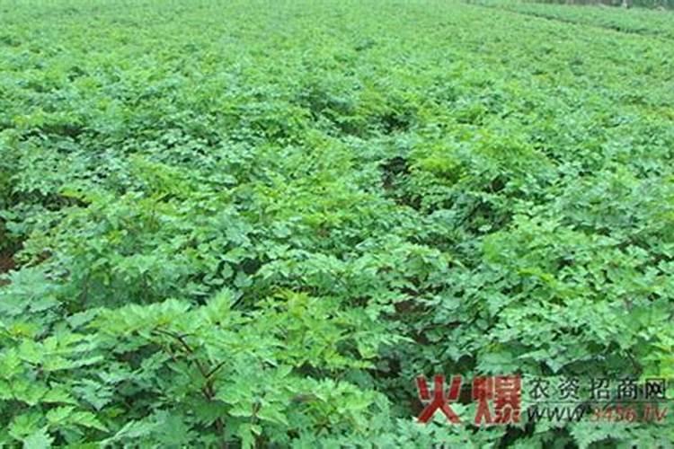 黄芩用什么肥料可以生根,什么时候追肥