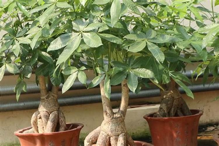 硼肥药害解除方法