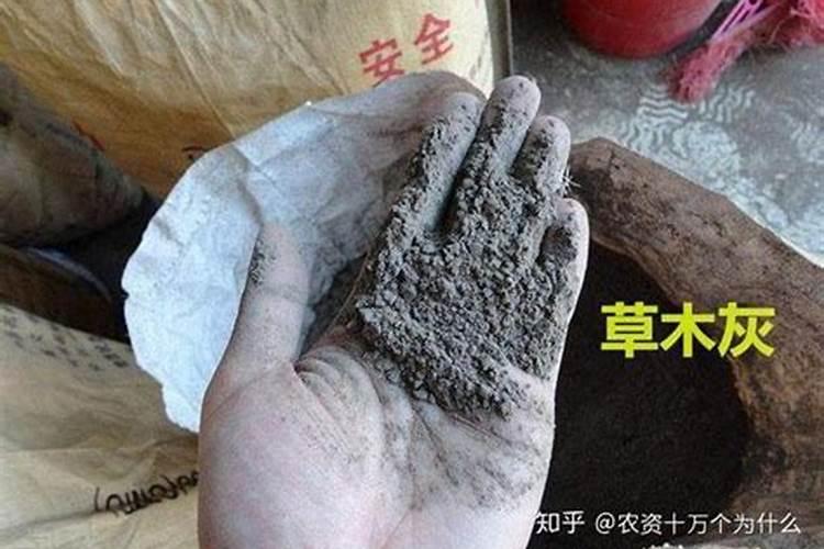 草木灰直接用会烧根吗