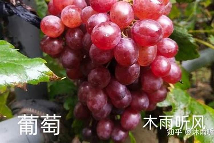 葡萄膨大期施肥诀窍