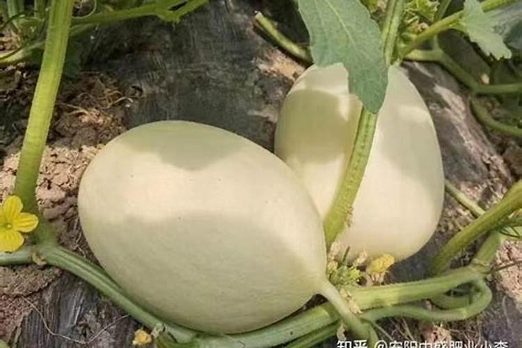 香瓜在栽培过程中,施氮肥过多会有哪些症状？