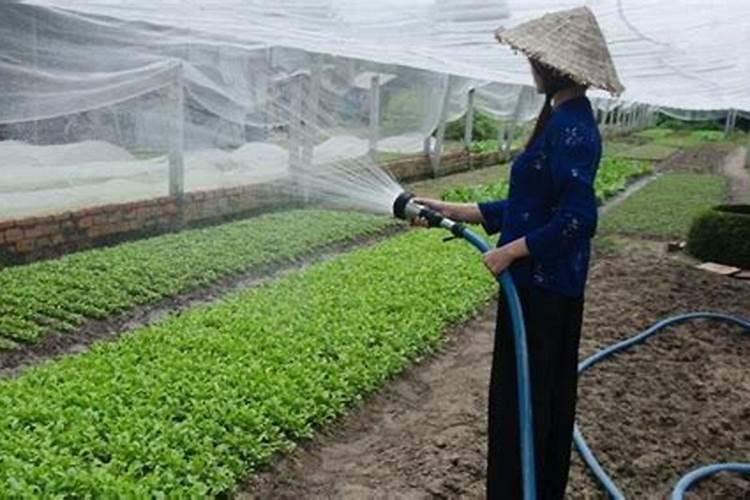 茶树籽催芽方法