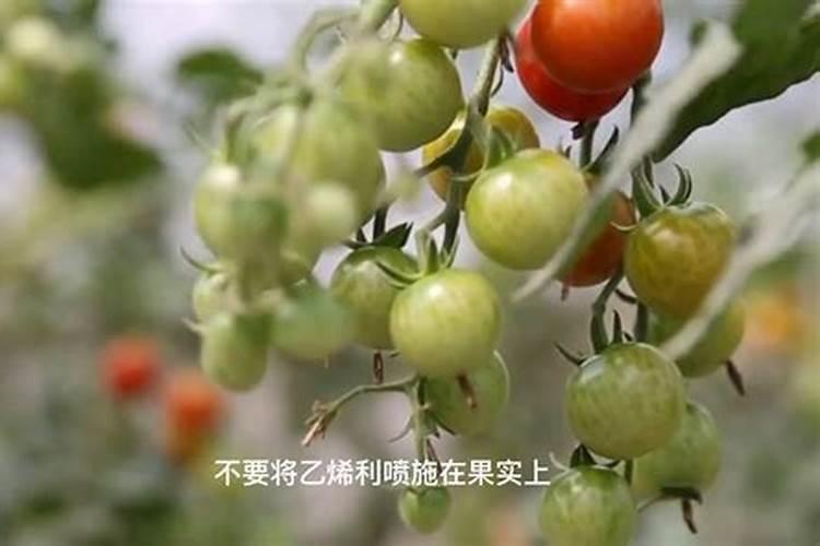 水稻复合肥能种玉米用吗？