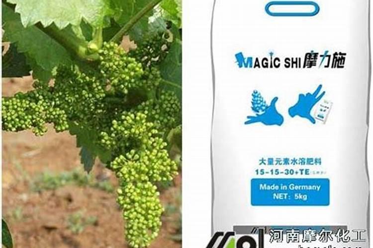 夏季如何给生石花浇水
