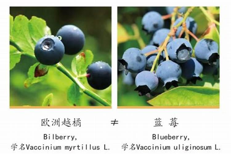 烂西红柿一个都不要扔 越烂越“值钱”