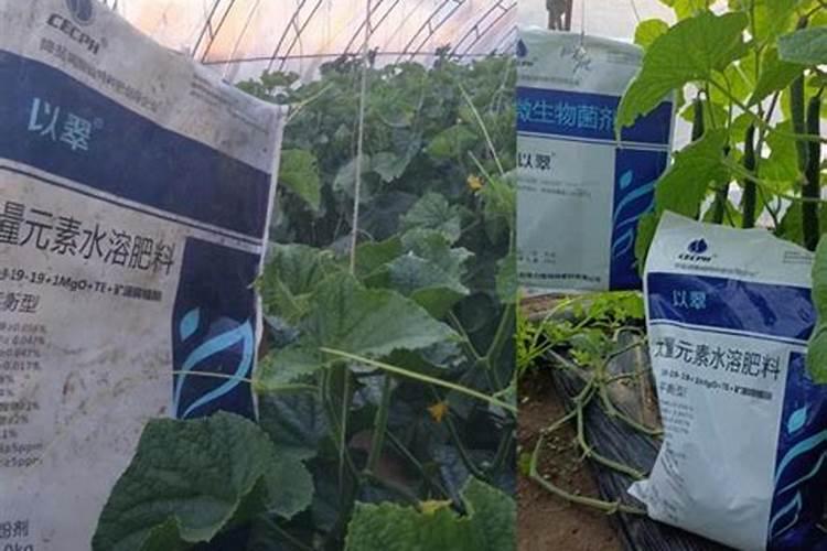 栀子花施什么肥栀子花怎么施肥