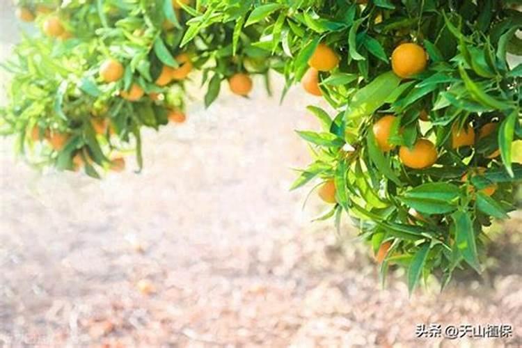 怎样防治柑橘缺硼症？