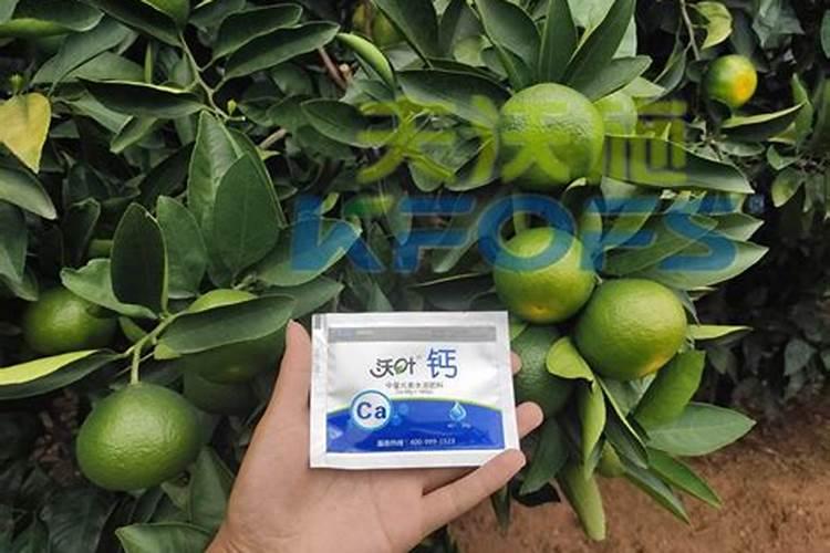 柑橘开花时期适合用啥肥料