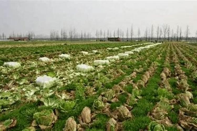 硝酸磷肥的生产方法是怎样的？