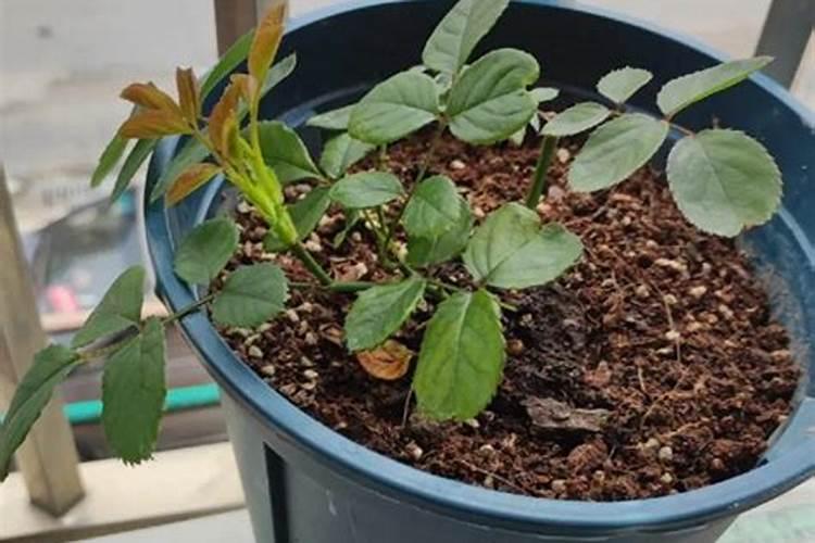 月季花可以用磷酸二氢钾肥吗(盆栽月季施什么肥最好)