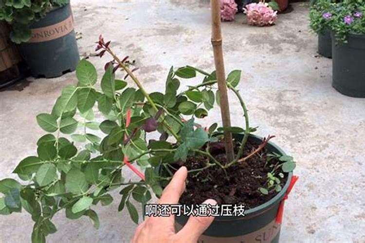 月季花小苗怎么施肥