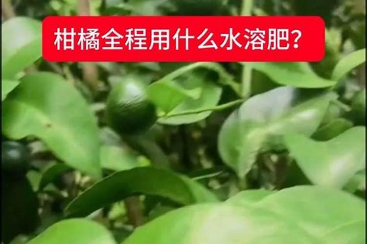 柑橘施春肥用什么肥料好？
