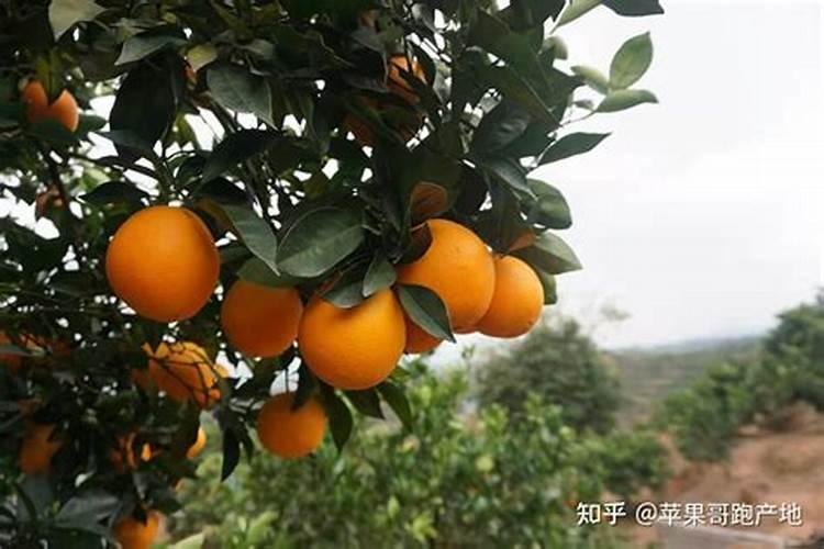 脐橙复合肥施肥方法