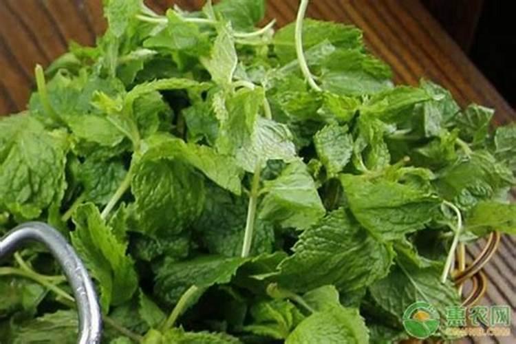 薄荷需要施肥吗 薄荷如何施肥