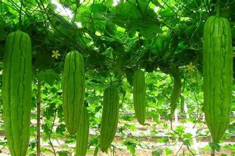 苦瓜肥料下重黄叶怎么处理