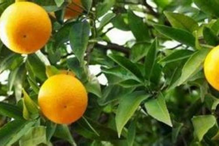 怎样给棚室蔬菜叶面施肥