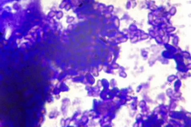 求大樱桃秋冬季水肥、病虫害、等管理技术。