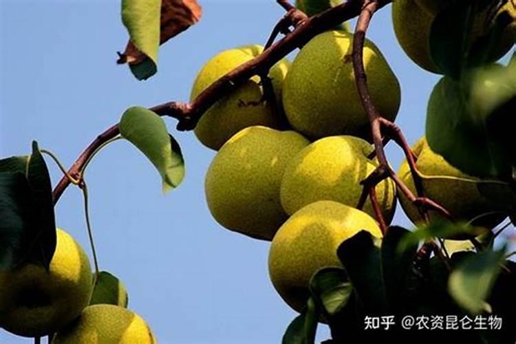梨树春季施肥用什么肥料