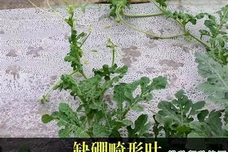 玉米专用叶面肥什么牌子好