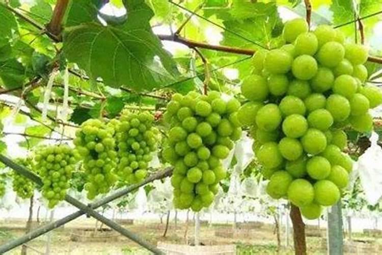 芝麻饼肥不适合什么植物