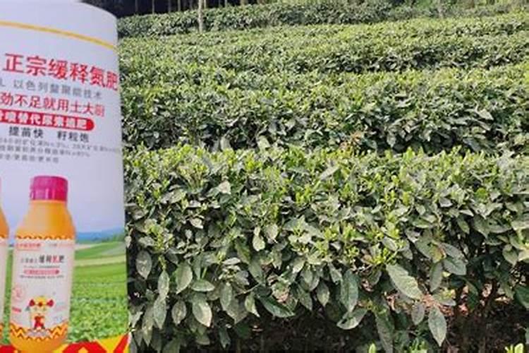 叶面肥什么时候打效果好