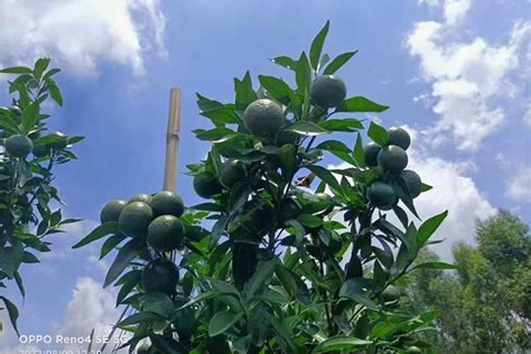 沃柑花期如何施肥保花保果？