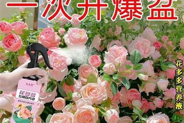 月季用什么肥料最好