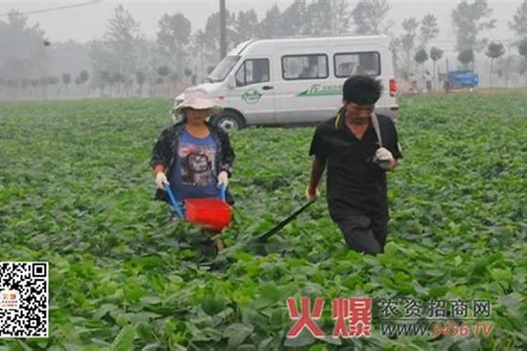黄豆种植如何加强施肥管理