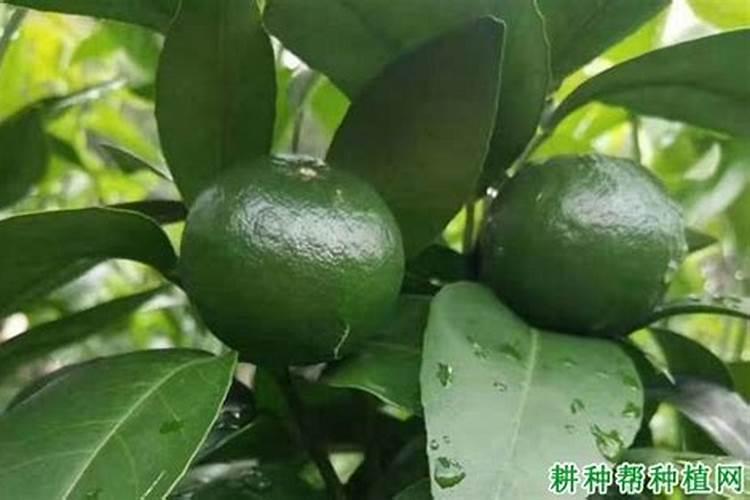 小麦扬花期打药,真的会减产吗？千万别再犯错了!